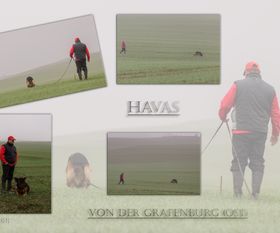 5DM_0239_Collage-Fährte-Havas